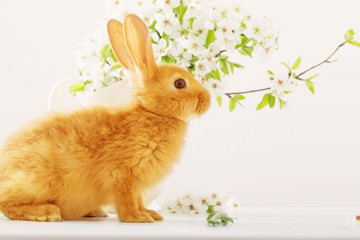 Red rabbit with Easter eggs on white background