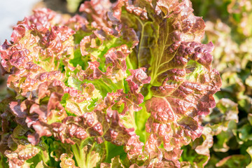 Fresh red lettuce
