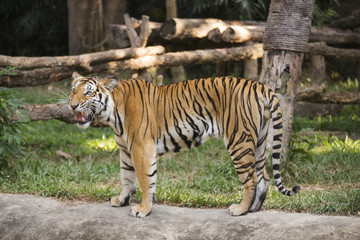 Bengal Tiger walking