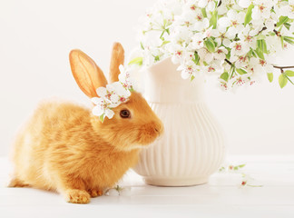 red rabbit on white background