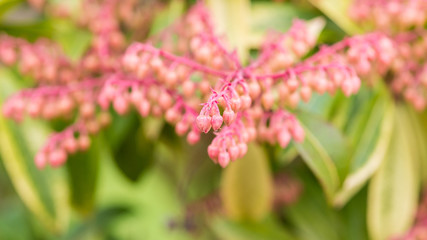 Pieris Blossom
