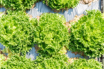 Fresh green lettuce on the flied