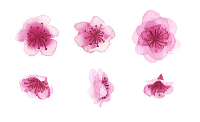 hand-drawn sakura flowers 