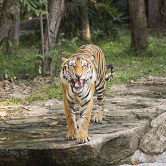 Fototapeta premium Bengal Tiger walking