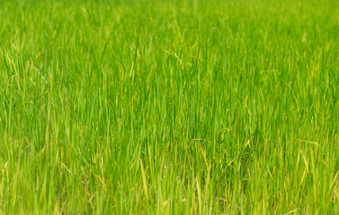 Rice field