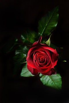 Photo of a red rose on a black background in a studio.Wallpaper.