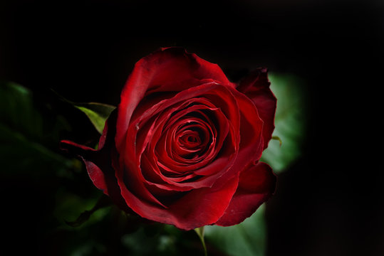 Photo of a red rose on a black background in a studio.Wallpaper.