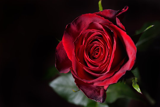 Photo of a red rose on a black background in a studio.Wallpaper.