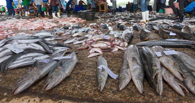 Sell fish barracudas