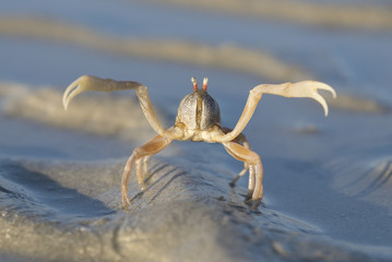 Sea crab