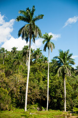 Fototapeta na wymiar Panoramic view of royal palm trees on cuban countryside