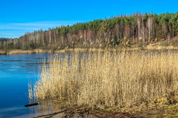 Surface of lake landscape with melting ice and reeds at the shor
