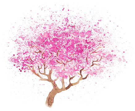 illustration of sakura 