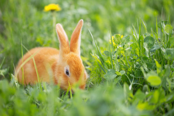 rabbit outdoor