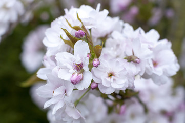 spring blossom apple tree