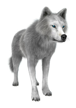 Polar Wolf on White