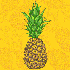 Vector pineapple illustration, hand drawn ananas sketch with yellow background 