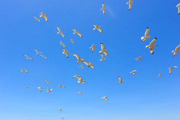 swarm of flying sea gulls