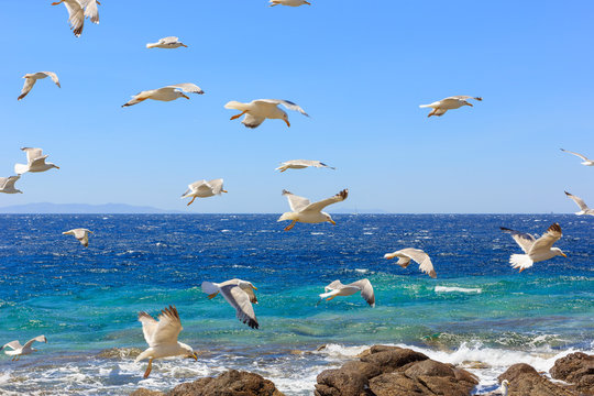 swarm of flying sea gulls