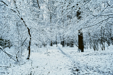 Зимний лес. 29