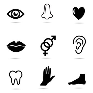 Elements of human body - vector icons.