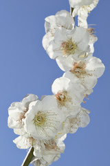 White plum blossoms blooming in Japan Spring flowers