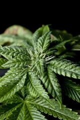marijuana plant closeup