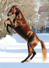 Red horse in winter rears 
