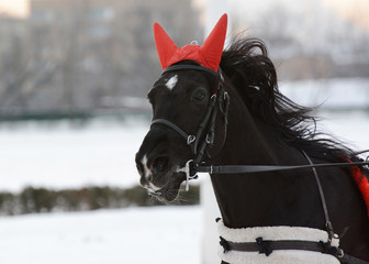 Obraz premium Portrait of black trotter in motion in winter