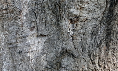 abstract tree texture 
