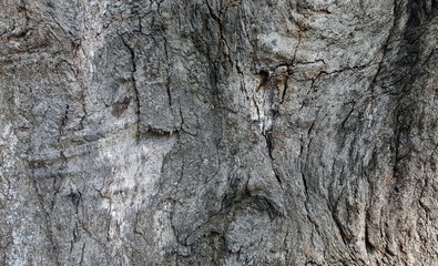 abstract tree texture 
