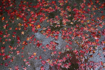 濡れたアスファルトに落ちる紅葉　雨上がり　もみじ　秋