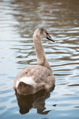 Höckerschwan (Cygnus olor), teilweise weißes Jungtier, schwimmt im Wasser, Hessen, Deutschland