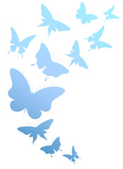 Fototapeta premium butterflies design