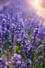 Obraz premium Floral background: flowering lavender