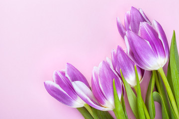 Purple tulips on pink background
