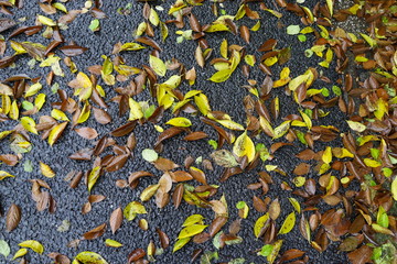 濡れたアスファルトに落ちる紅葉　雨上がり　もみじ　秋