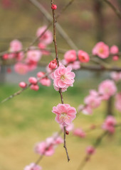 Prunus mume, Japanese apricot flower / 紅梅