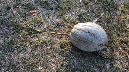dry coconut plant 