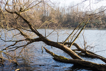 Baumstamm im W&ouml;hrder See 