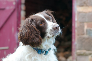Portrait of a lovely Springer Spaniel dog with an attentive expression.