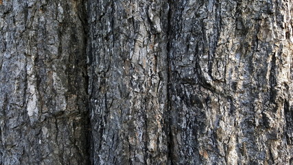 abstract tree texture 
