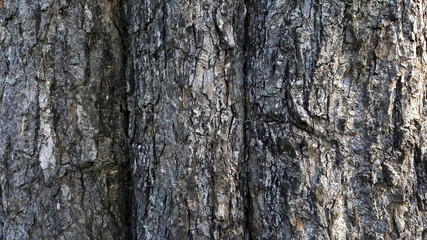 abstract tree texture 
