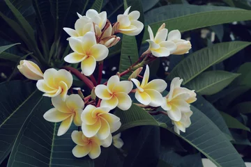 Papier Peint photo autocollant Frangipanier white frangipani tropical flower, plumeria flower fresh blooming
