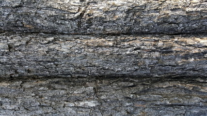 abstract tree texture 
