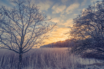 Countryside winter landscape in the sunrise