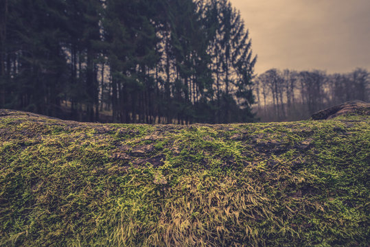 Wooden surface with moss