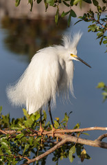 Snowy Egret Displaying Blue Water Background