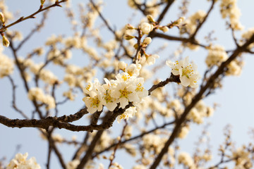 White sakura blossom