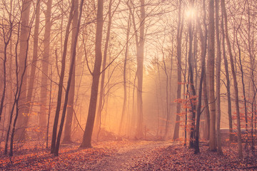 Fototapeta na wymiar Forest landscape with mist and sunrise